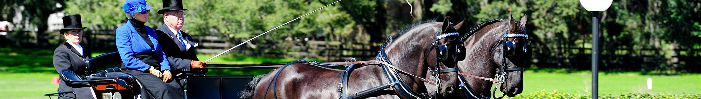 An older couple on a horse carriage