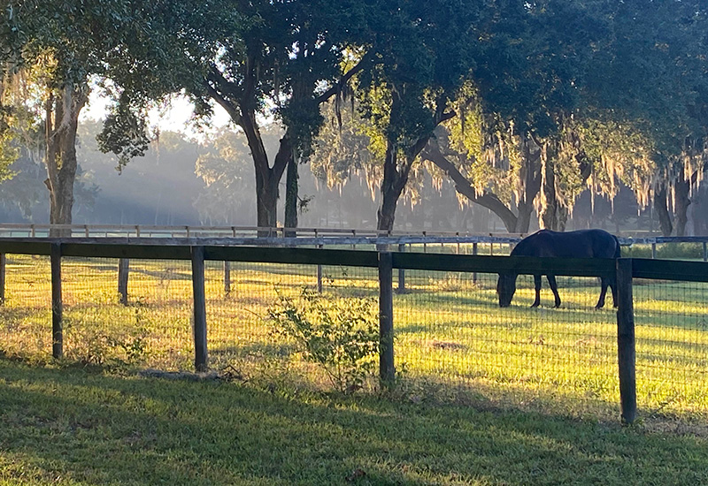 Brown horse in a gated field 
