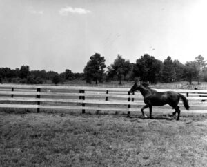 Needles at Bonnie Heath Farm circa 1960