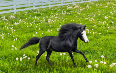 Mighty Minis | The Amazing Therapy Horses of the Gentle Carousel