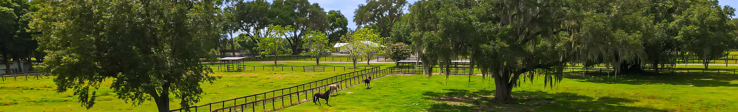 Horse farm in Ocala