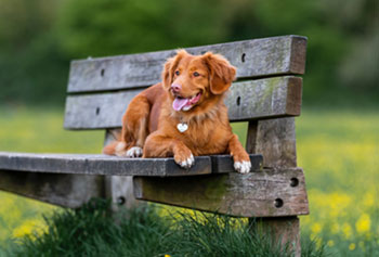 jamie-street-YxRHkHBcoQs-unsplash_web A cute dog relaxes on a shady bench.
