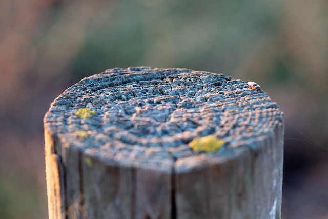 emily-wade-iQKCMzsc_CA-unsplash