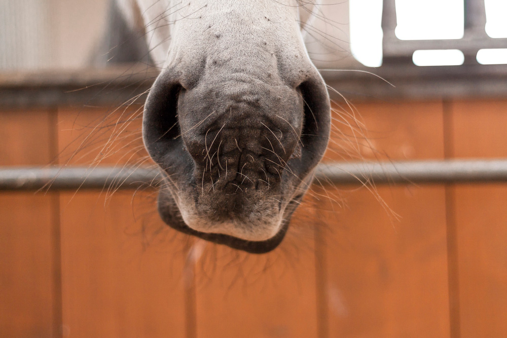 Depositphotos_321985688_S An adorable horse nose.