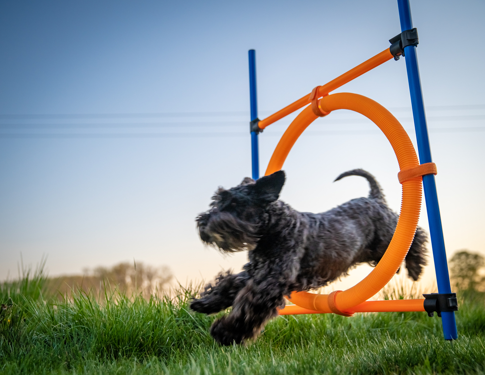 little black dog on agility jumps over a circle at sunset little black dog on agility jumps over a circle at sunset