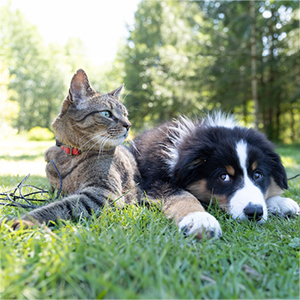 andrew-s-ouo1hbizWwo-unsplash A cat and dog sitting together.