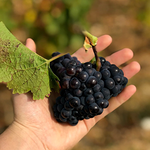 chris-man-bvZkWfZDWjM-unsplash A person holds black grapes on the vine.