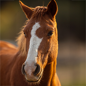 pieter-van-noorden-cjSUZMA2iW8-unsplash A pretty reddish brown horse.