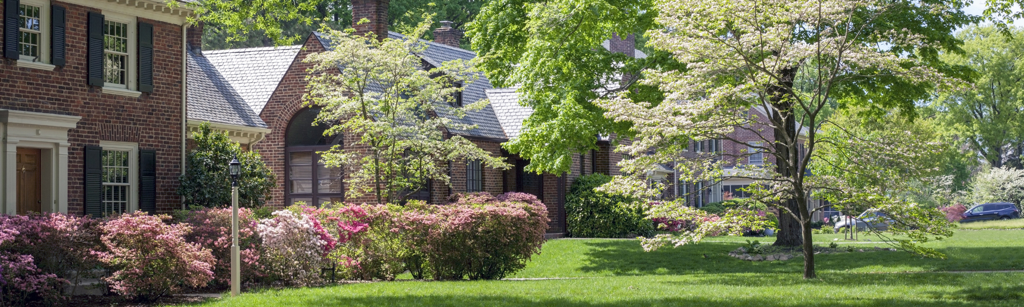 A treelined neighborhood with azaleas