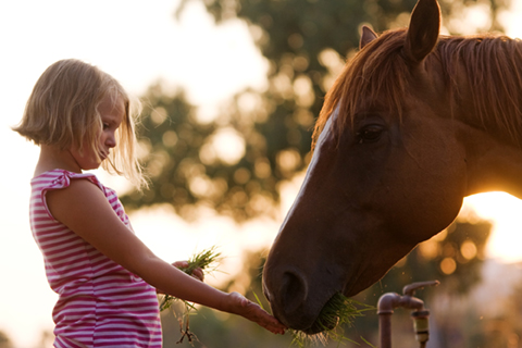 A little girl feeding a horse.