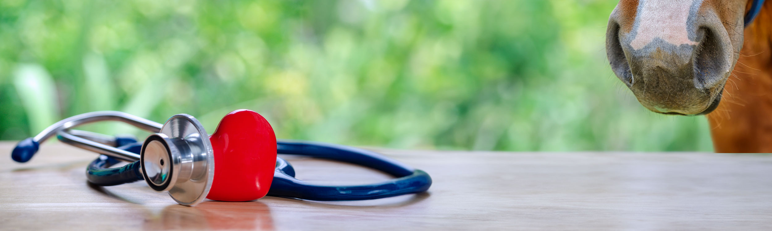 A stethoscope on a table and the nose of a horse in the background.