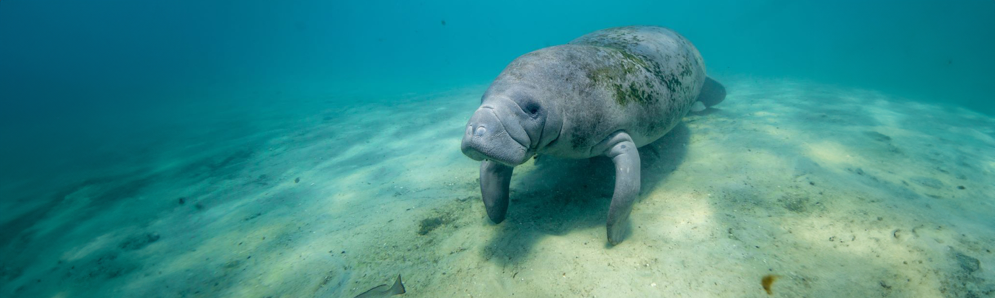 A manatee swims through the bright blue springs in Citrus county.