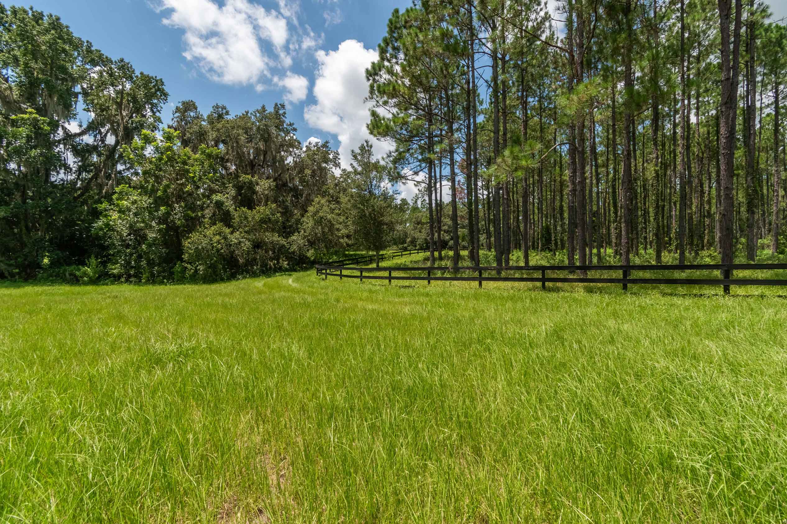 untitled-119 Beautiful green grass with a fenced area protecting tall pine trees.