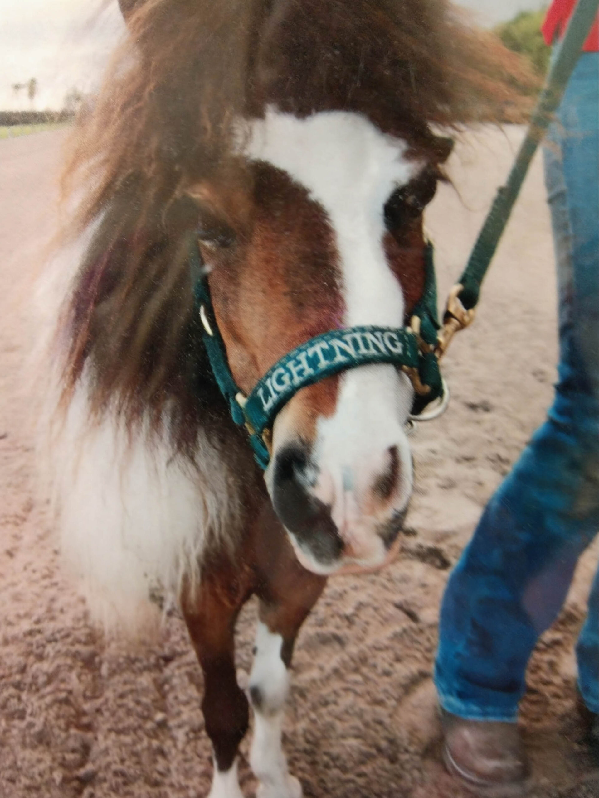 Lightning the mini horse