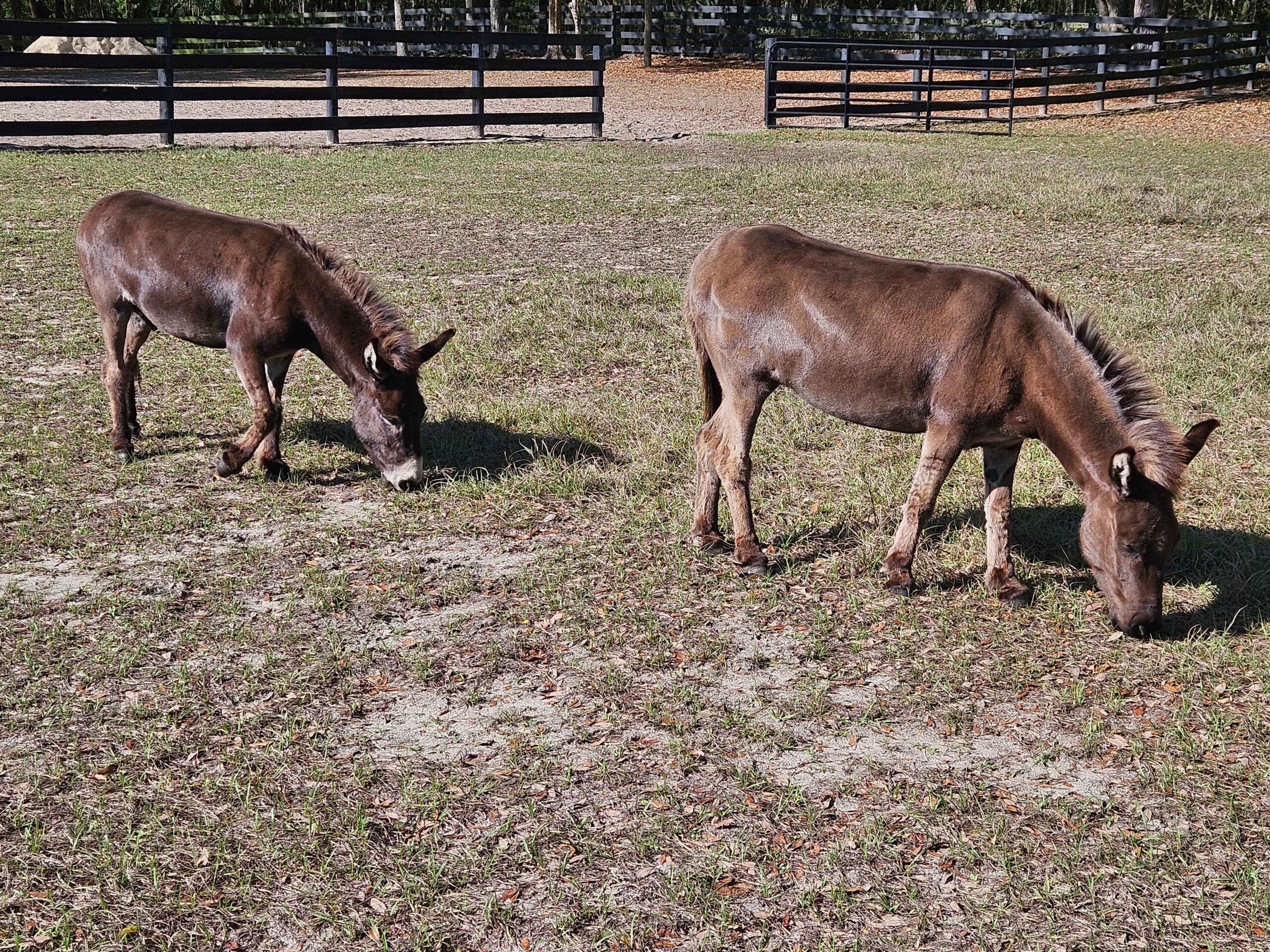 Miniature donkeys