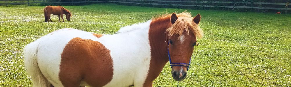 Two mini horses graze in a grassy field.