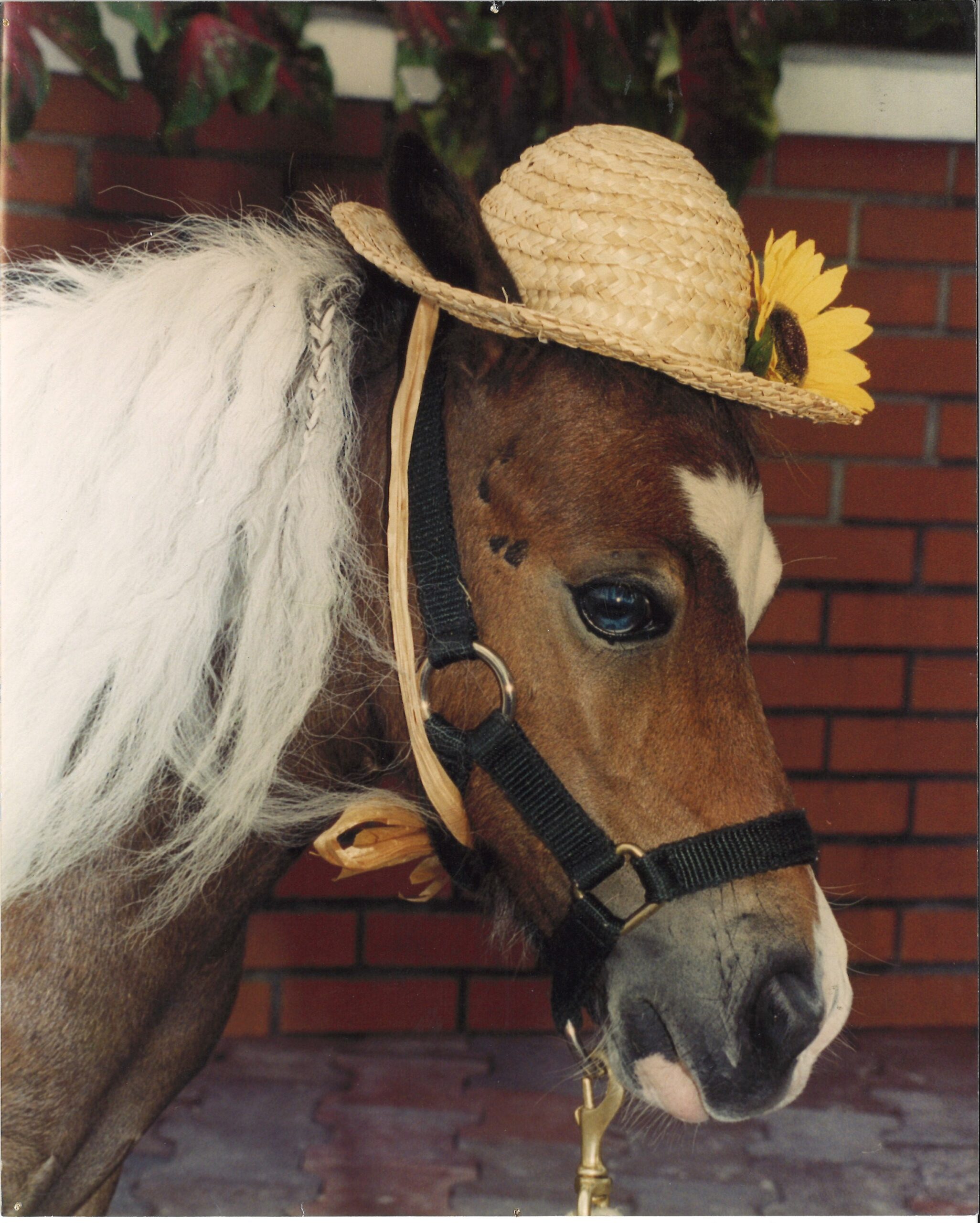 A mini horse in an adorable straw hat