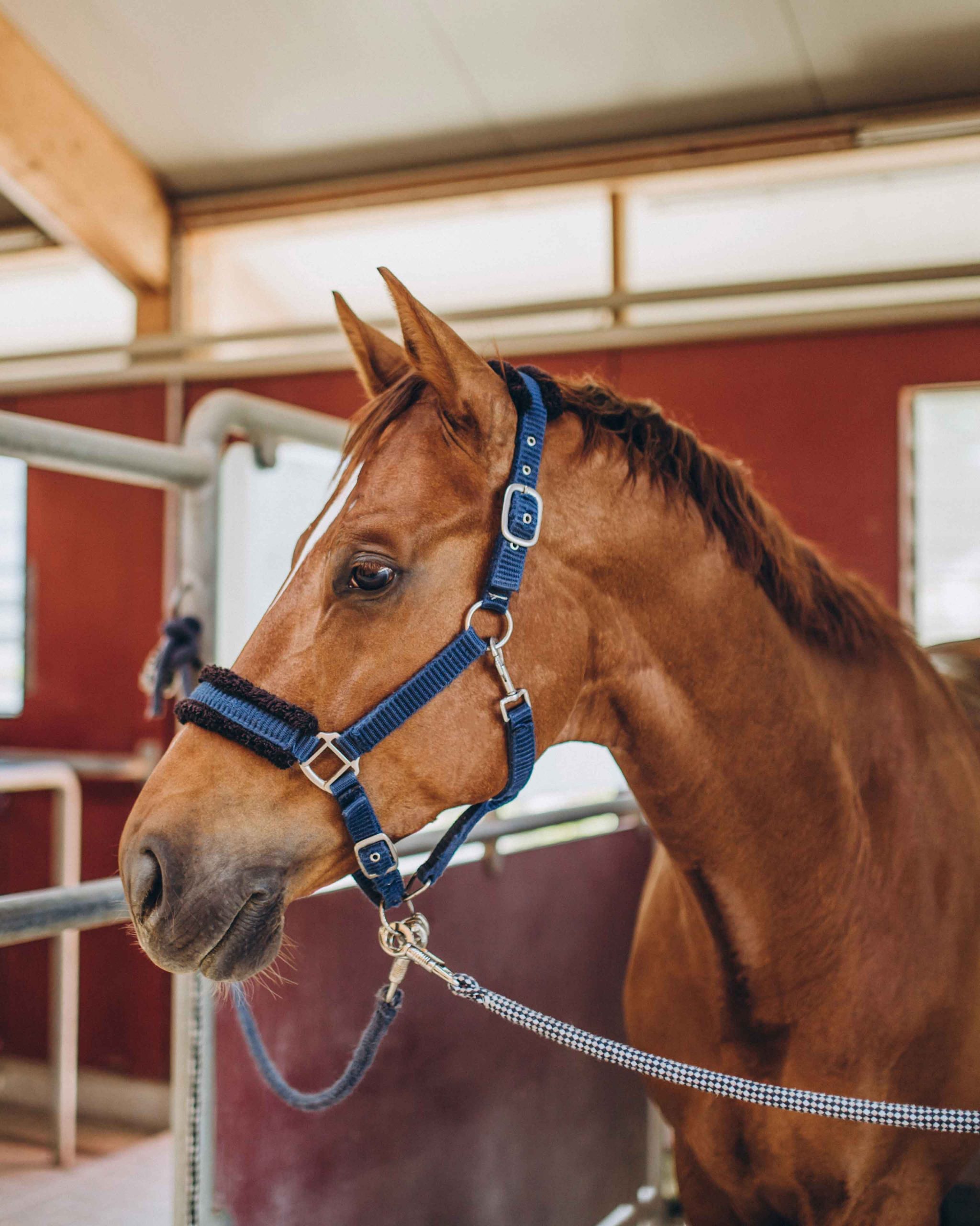 A horse in a barn