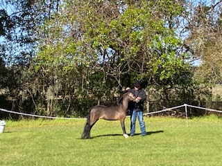 A mini horse