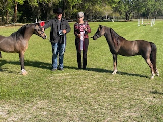 two mini horses