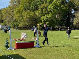 Mini horse jumping in training