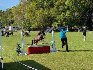 Mini horse jumping in training