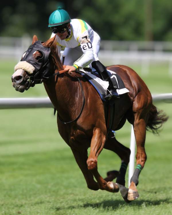A racehorse training on a track