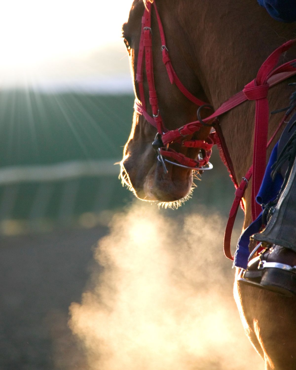A racehorse training on a track