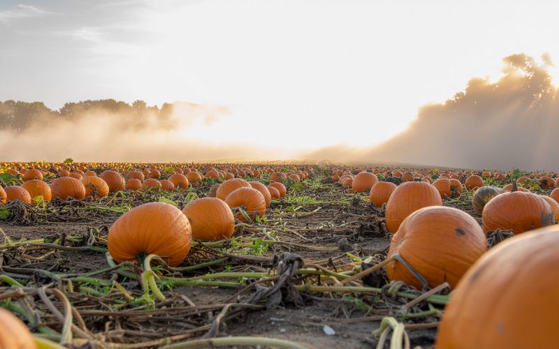 a pumpkin patch at dawn